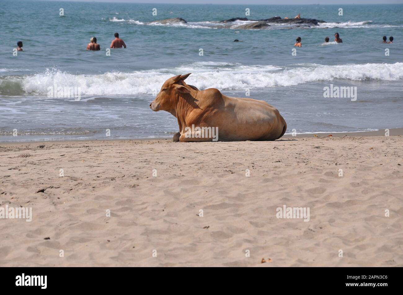 Goa, Inde-MARS 03,2013:Plages de Goa, animal sacré vache de l'inde sur la plage Banque D'Images
