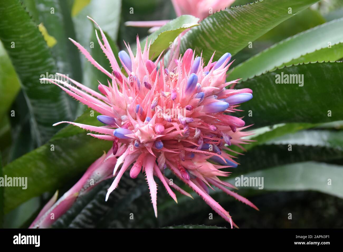 Grande fleur rose sur vase argent urne plante Aechmea fasciata Banque D'Images