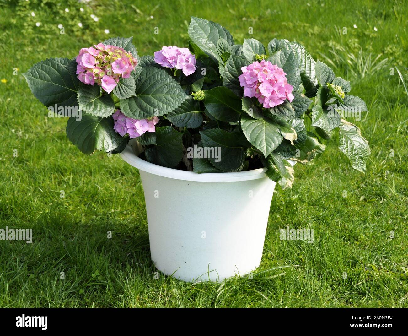 Hortensia rose dans un pot blanc extérieur Banque D'Images