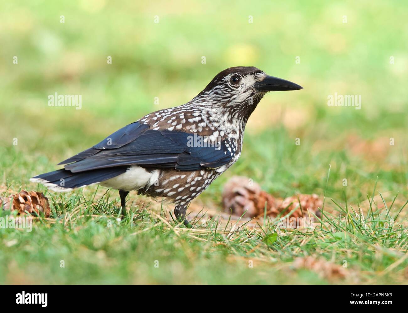 Casse-noix à pois debout sur de l'herbe verte Banque D'Images