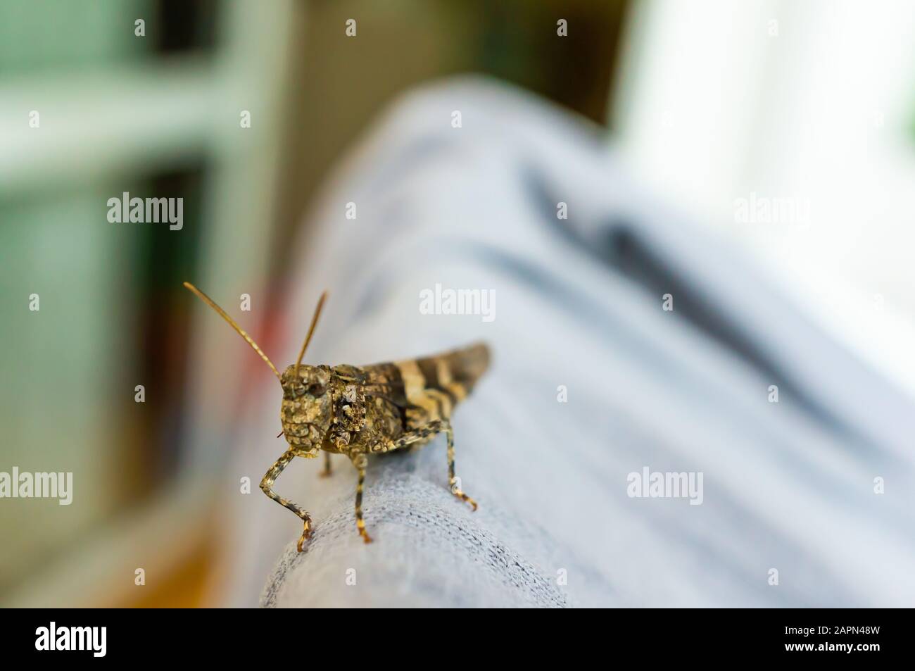 Gros plan d'un acridien sur une table Banque D'Images