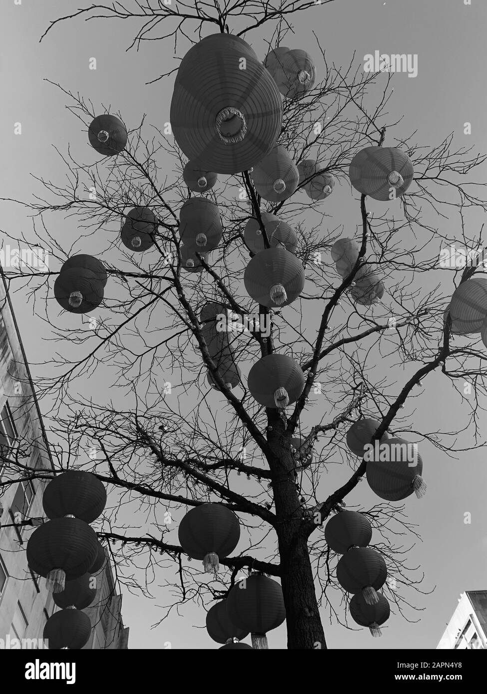 Prise de vue en bas angle de nombreux objets circulaires ressemblant à des bulles qui pendent un arbre sec Banque D'Images