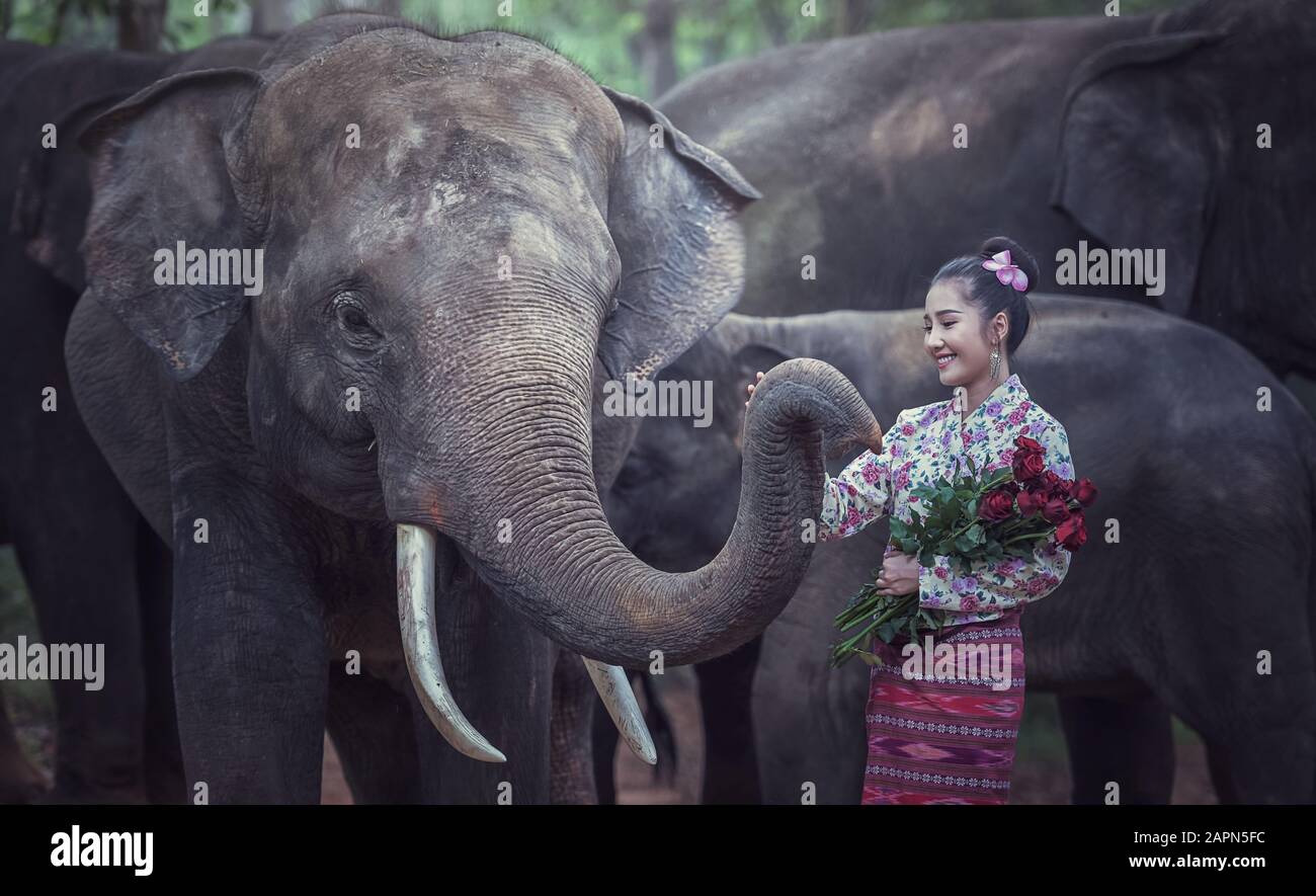 Dame à la mode thaï traditionnel avec elephant Banque D'Images