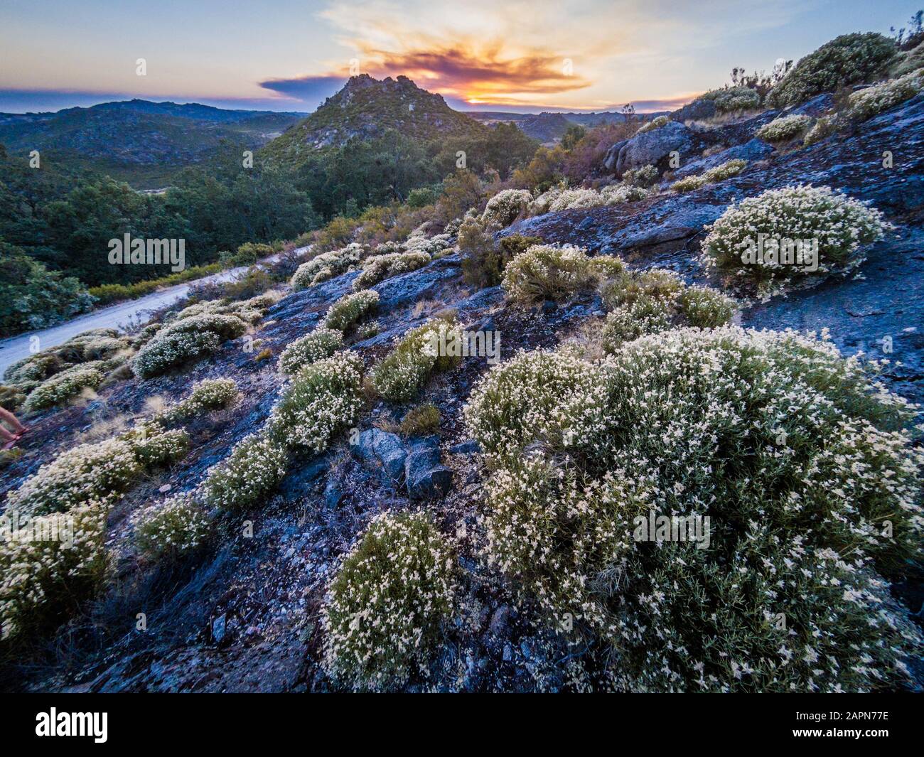 Beau paysage avec beaucoup de buissons dans Montesinho naturel Stationnement Banque D'Images