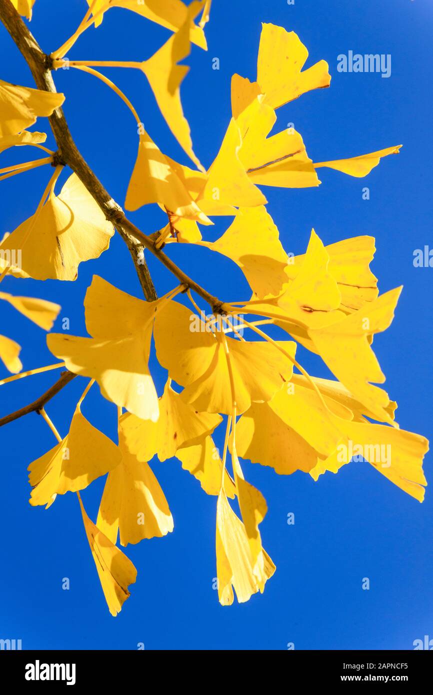 Ginkgo biloba en automne, Arboretum national des Barres, France Banque D'Images