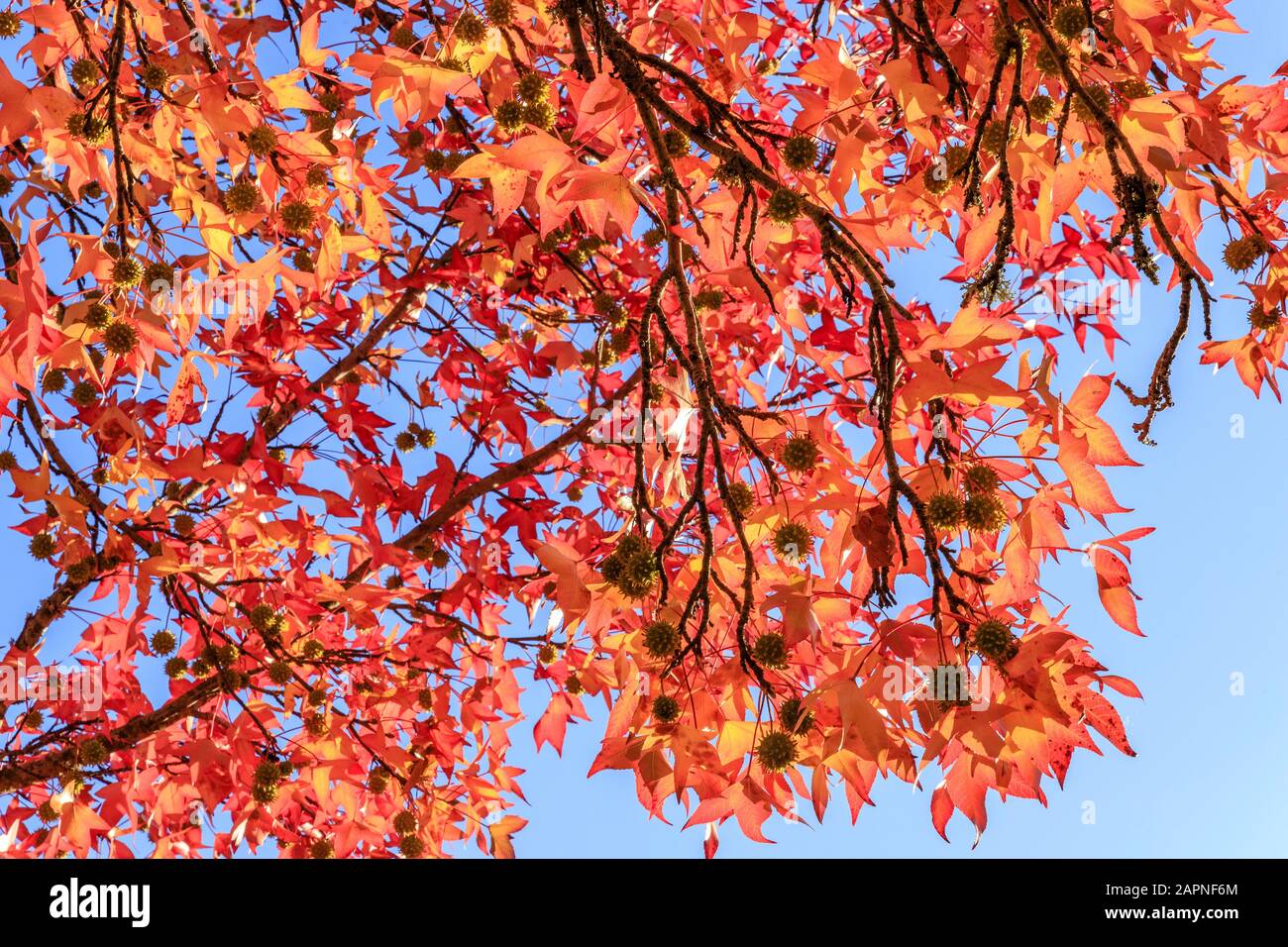 Gomme sucrée américaine, Liquidambar styraciflua en automne, Arboretum national des Barres Banque D'Images
