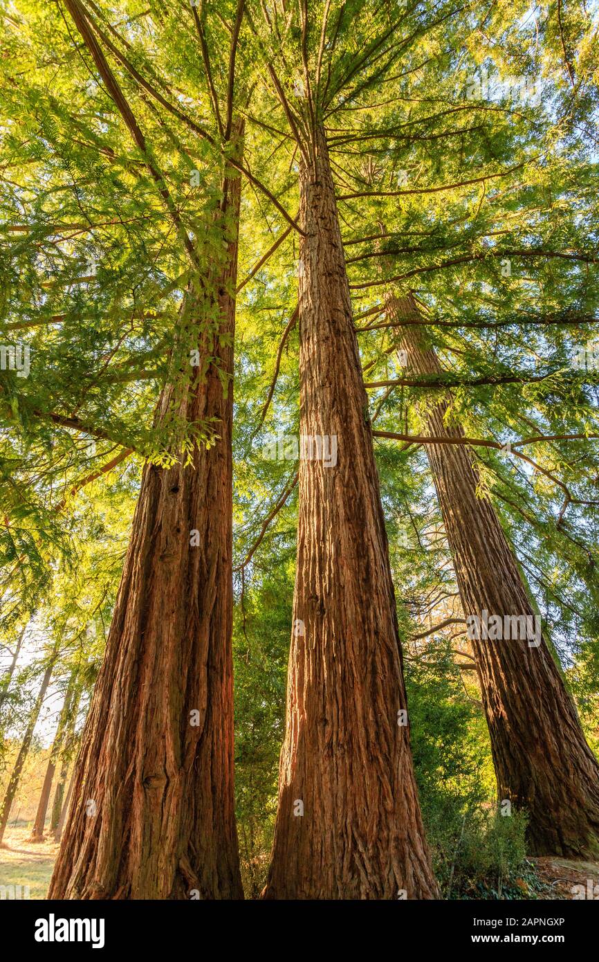 Sequoia sempervirens, Arboretum national des Barres Banque D'Images