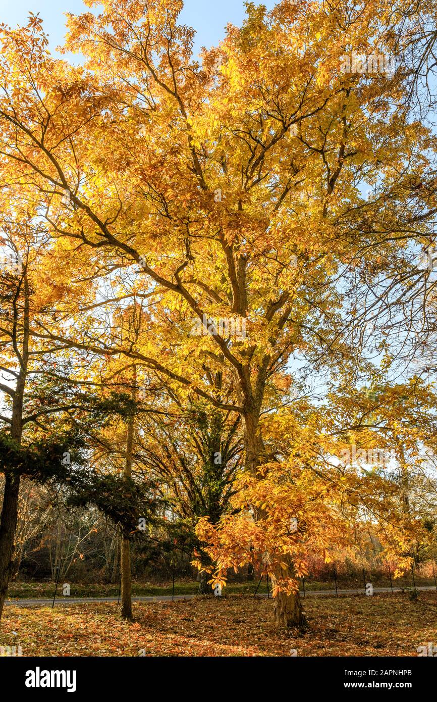 Chêne liège chinois, Quercus variabilis en automne, Arboretum national des Barres Banque D'Images