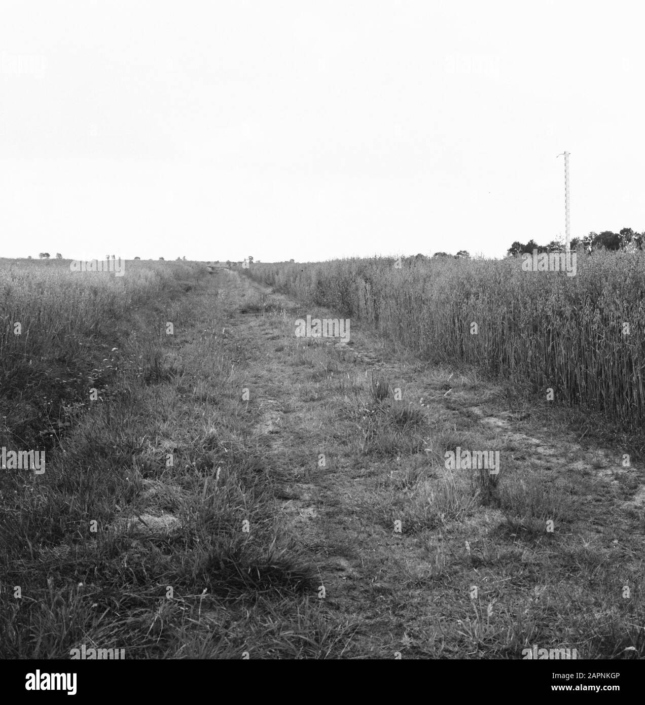 Extraction, semis et récolte, avoine, oldenkamp Date: Non daté lieu: Drenthe, Smilde mots clés: Avoine, extraction, semis et récolte Nom personnel: Oldenkamp Banque D'Images