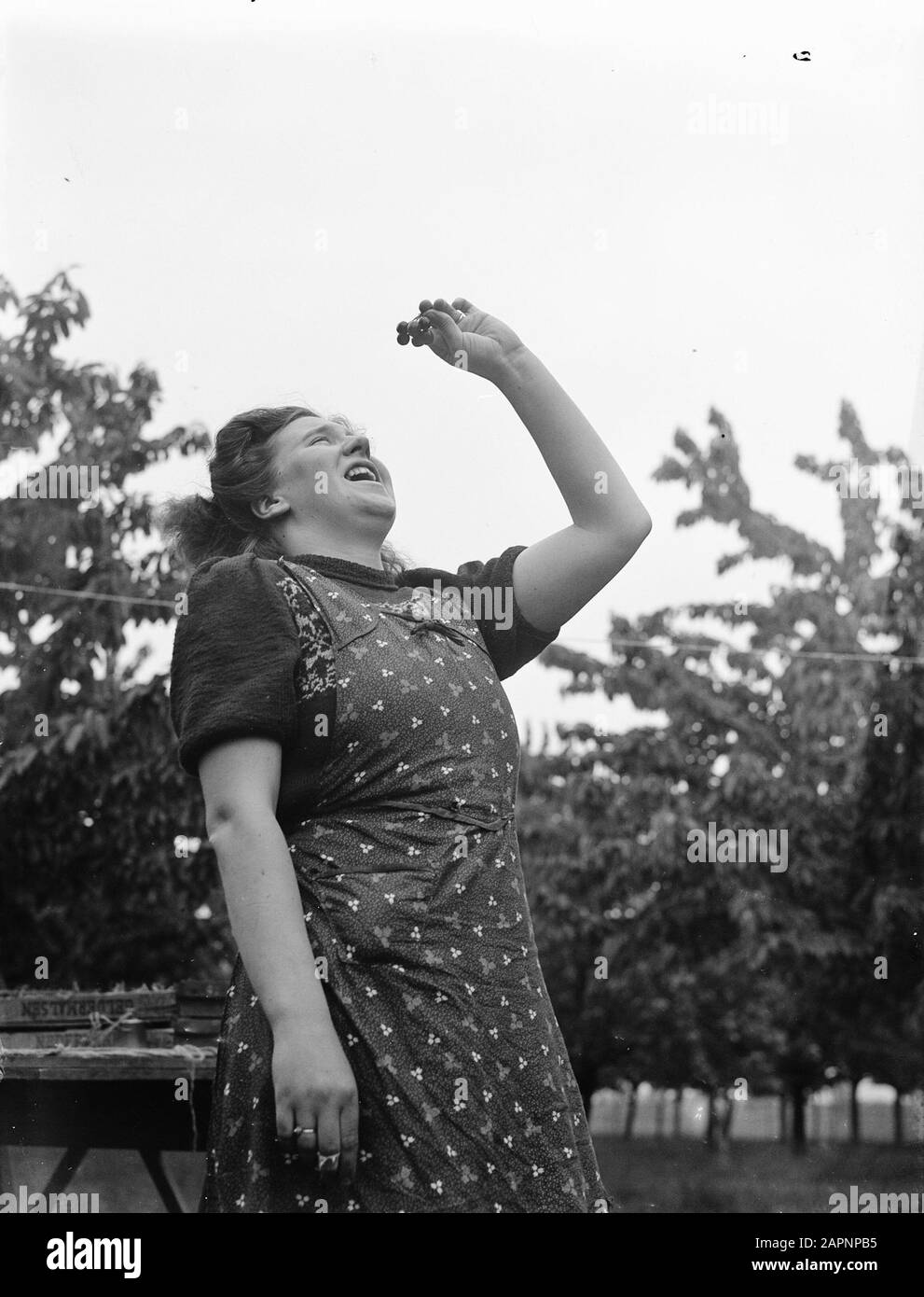 Cueillette des cerises du Betuwe. Pickers Date: 31 Mai 1948 Lieu: Betuwe Mots Clés: Plukers Banque D'Images