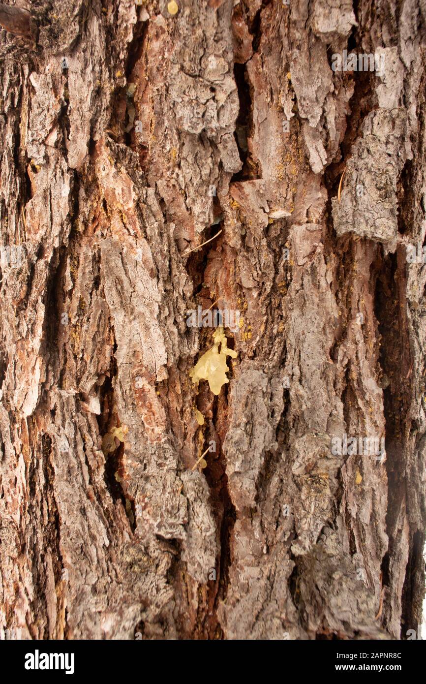 Le tronc et l'écorce d'un Larch occidental (Larix occidentalis). Les taches de la sève de l'arbre peuvent indiquer le début des dommages causés par le dendroctone. Hiver. Troy, Montana. Oth Banque D'Images