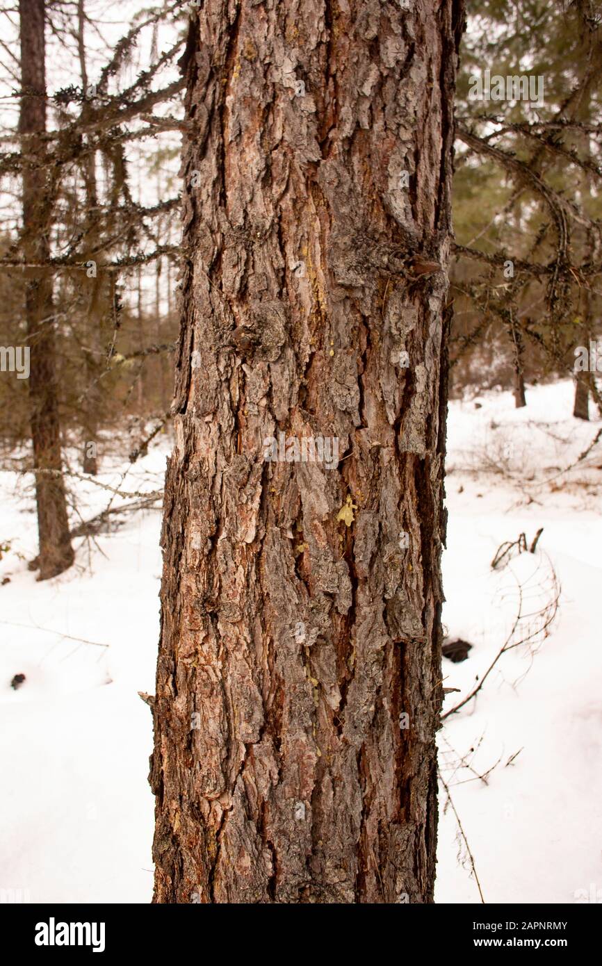 Le tronc et l'écorce d'un Larch occidental (Larix occidentalis). Les taches de la sève de l'arbre peuvent indiquer le début des dommages causés par le dendroctone. Hiver. Troy, Montana. Oth Banque D'Images