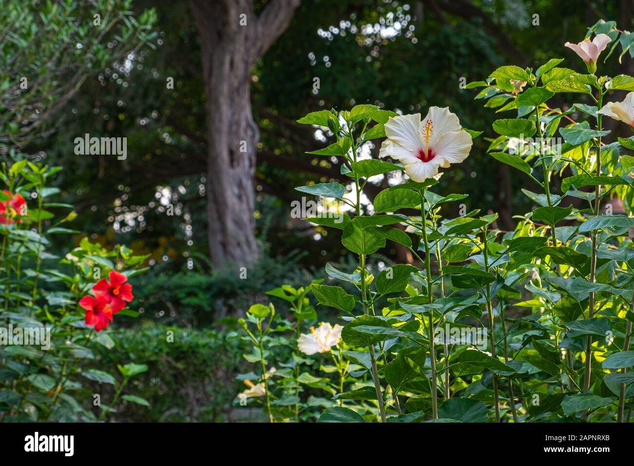 Vue sur les magnifiques jardins victoriens de Taormine (Sicile) Banque D'Images