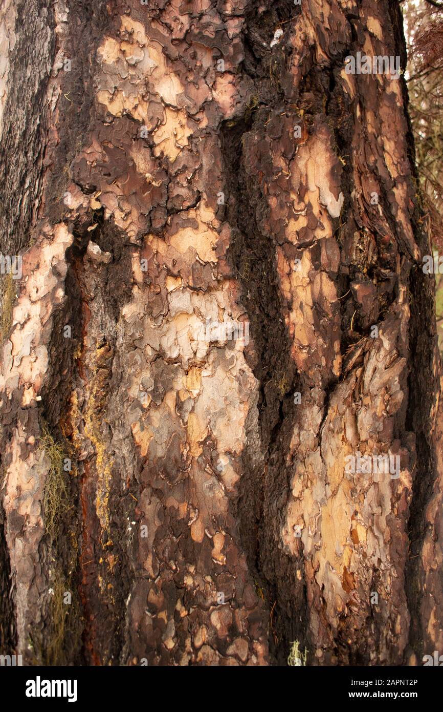 Le tronc et l'écorce d'un vieux Larch occidental de croissance, (Larix occidentalis). Hiver. Troy, Montana. Parmi les autres noms communs de L. occidentalis figurent , tamera Banque D'Images