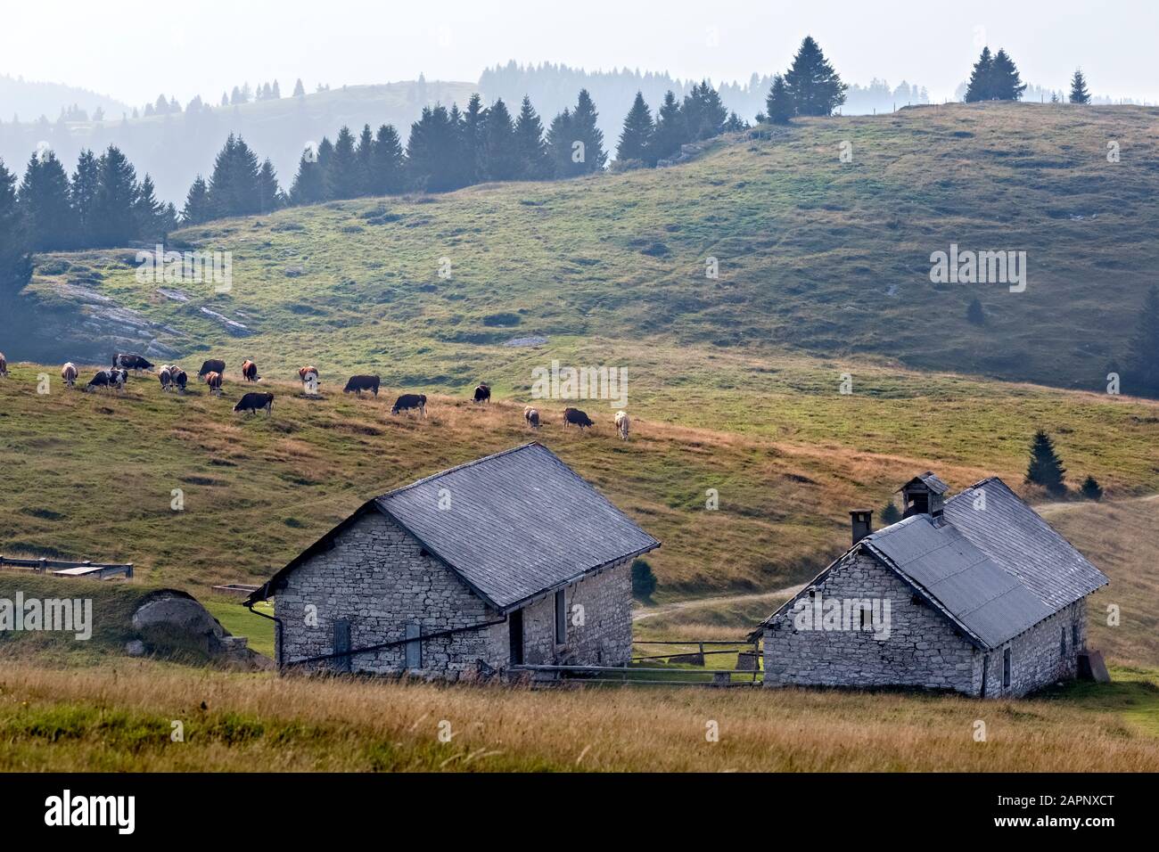 Vache sur le pâturage de montagne à la Malga Pioverna di Sopra. Folgaria, Cimbra Alp, Province De Trente, Trentin-Haut-Adige, Italie, Europe. Banque D'Images