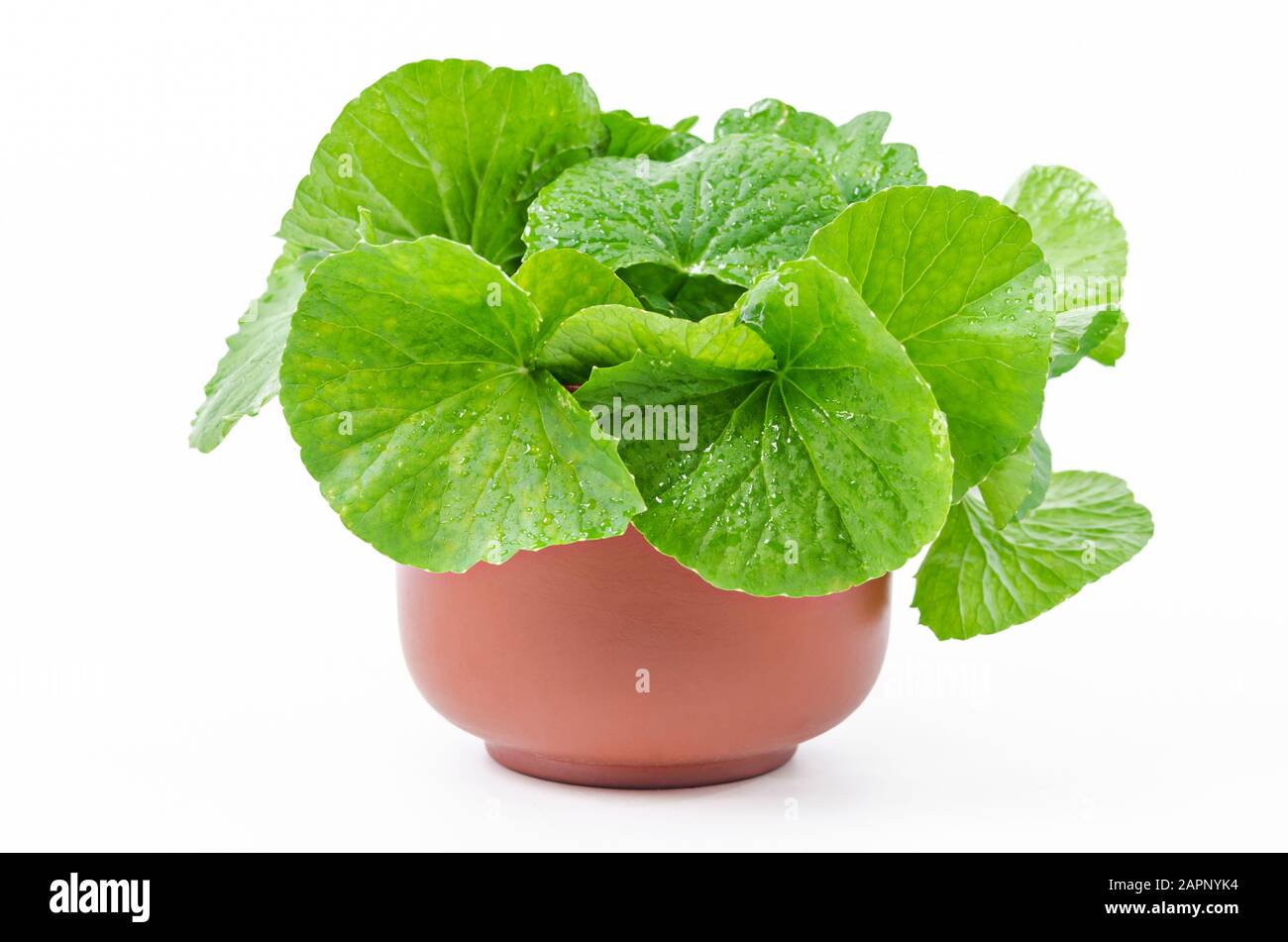 Centella frais, vert feuille isolé sur fond blanc. Banque D'Images