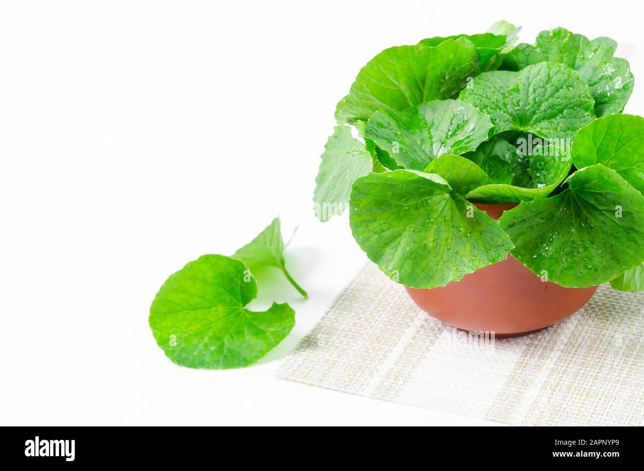 Centella frais, vert feuille isolé sur fond blanc. Banque D'Images