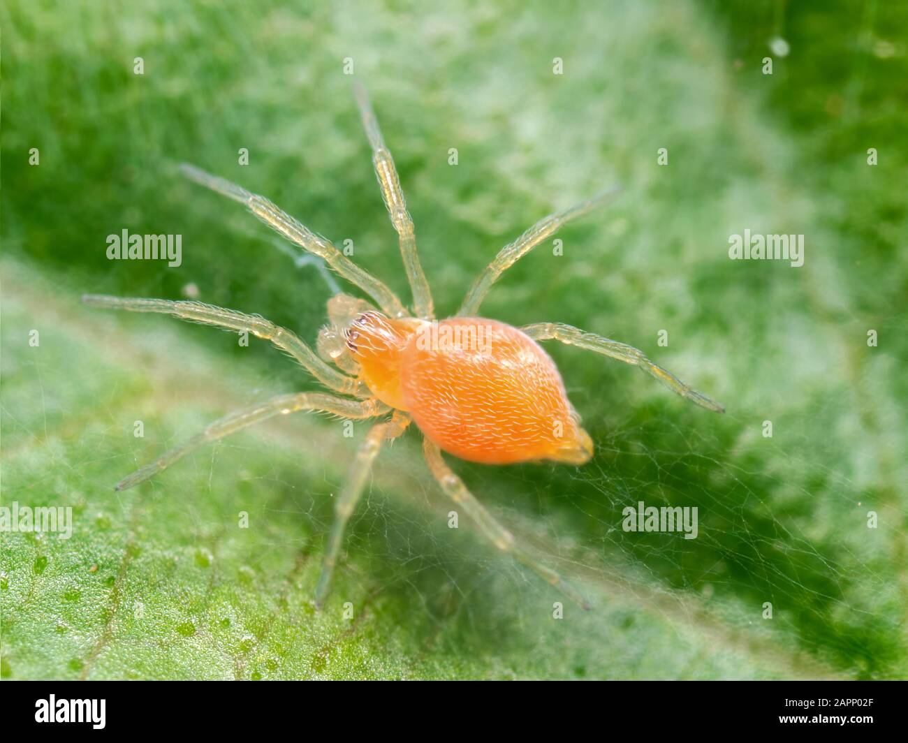 Macro Photographie De La Petite Araignée Orange Sur La Feuille Verte Banque D'Images