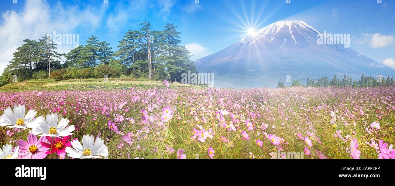 La belle vue sur la montagne avec beau ciel et fleur sur le sol Banque D'Images