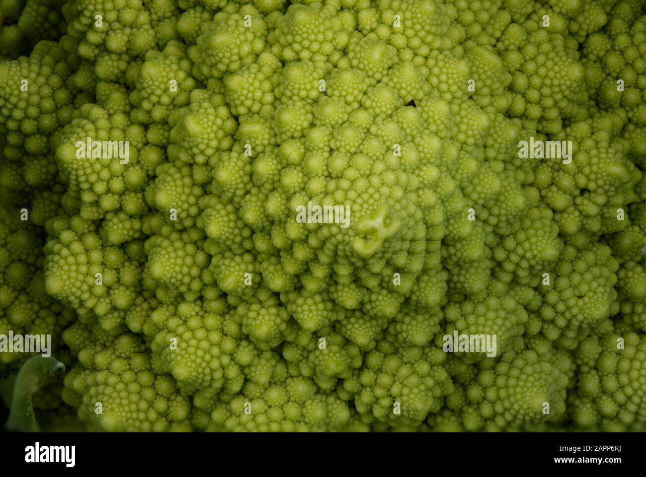 Spirale de Fibonacci visible dans le brocoli Romanesco, macro. Banque D'Images