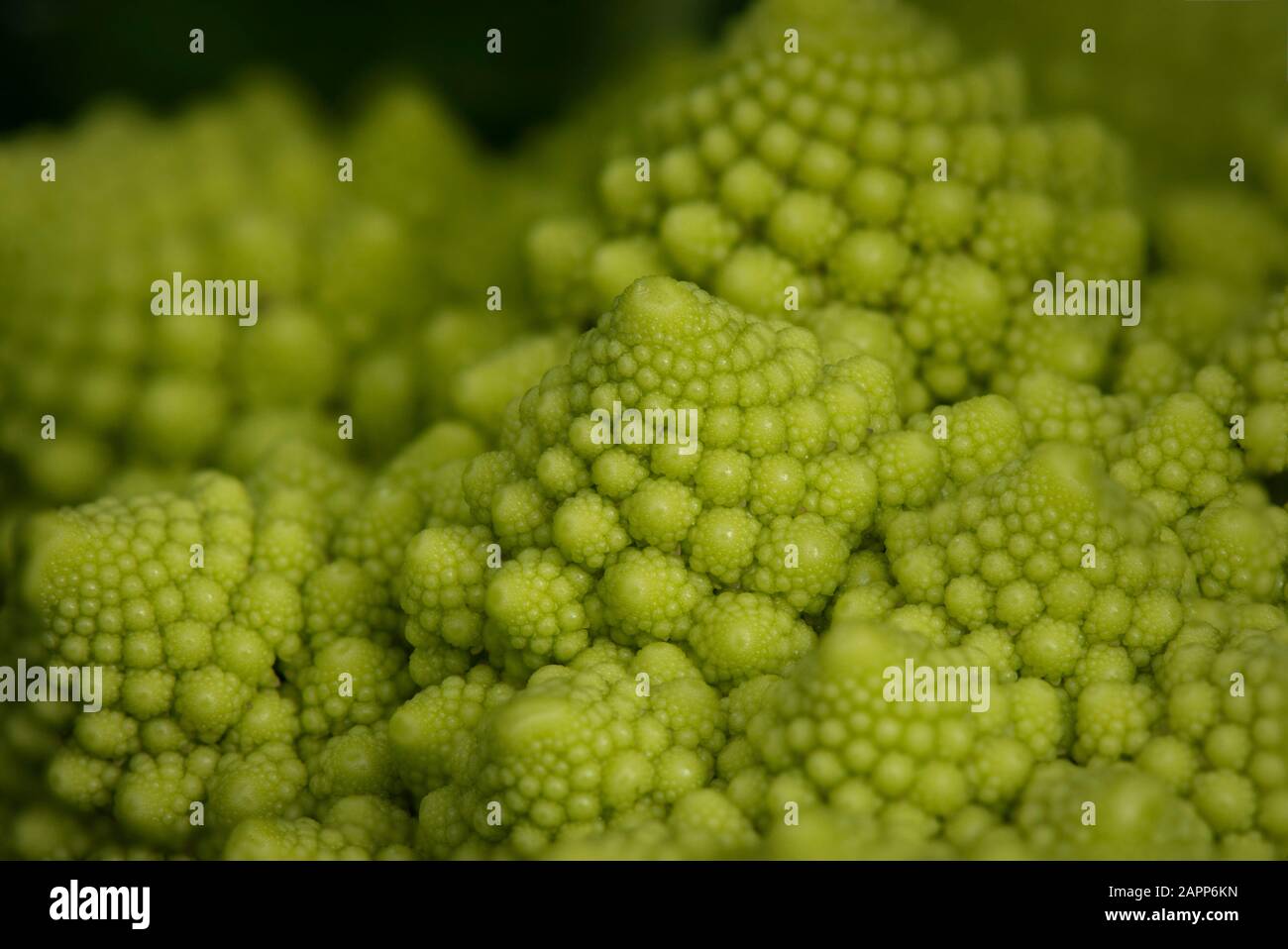 Spirale de Fibonacci visible dans le brocoli Romanesco, macro. Banque D'Images
