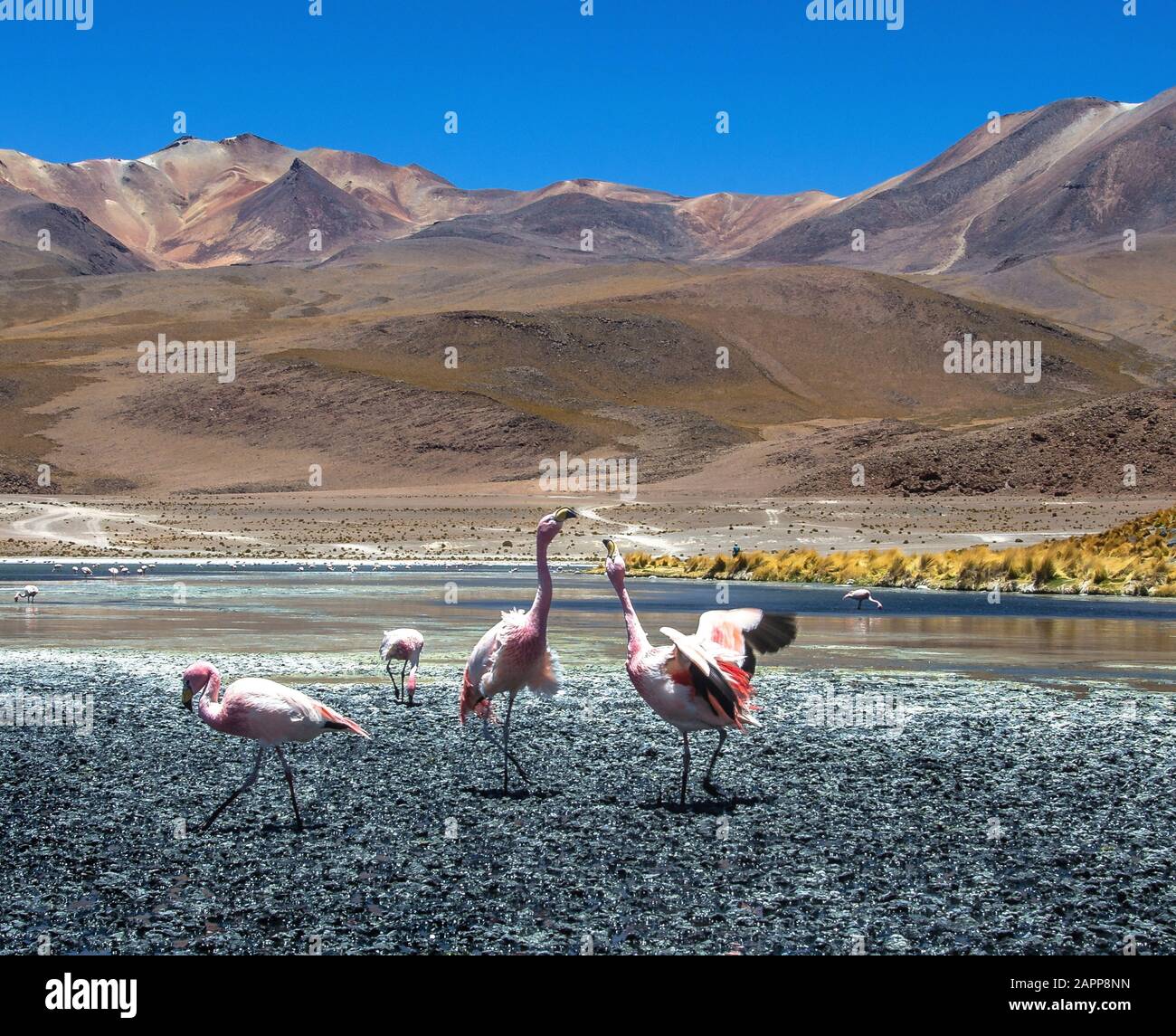 Les flamants dansent à la Laguna sauvage près d'Uyuni Solar Banque D'Images