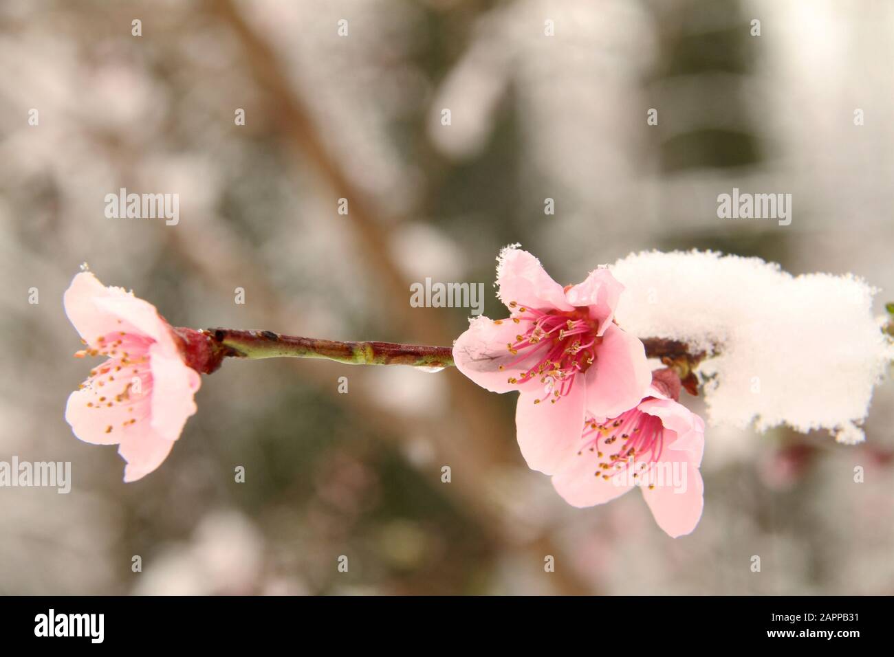 Apres L'hiver Les Fleurs De Cerisier Scan.vf
