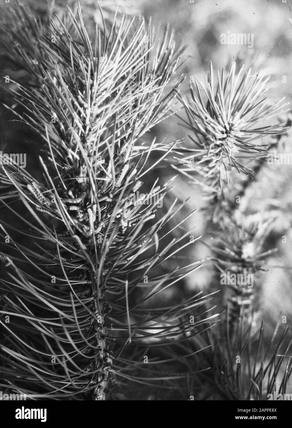 Insectes, feuille de pin sêp, bestaardrupsen Date: Non daté mots clés: Insectes Nom De La Personne: Bestaardrupsen, feuille de pin sêp Banque D'Images