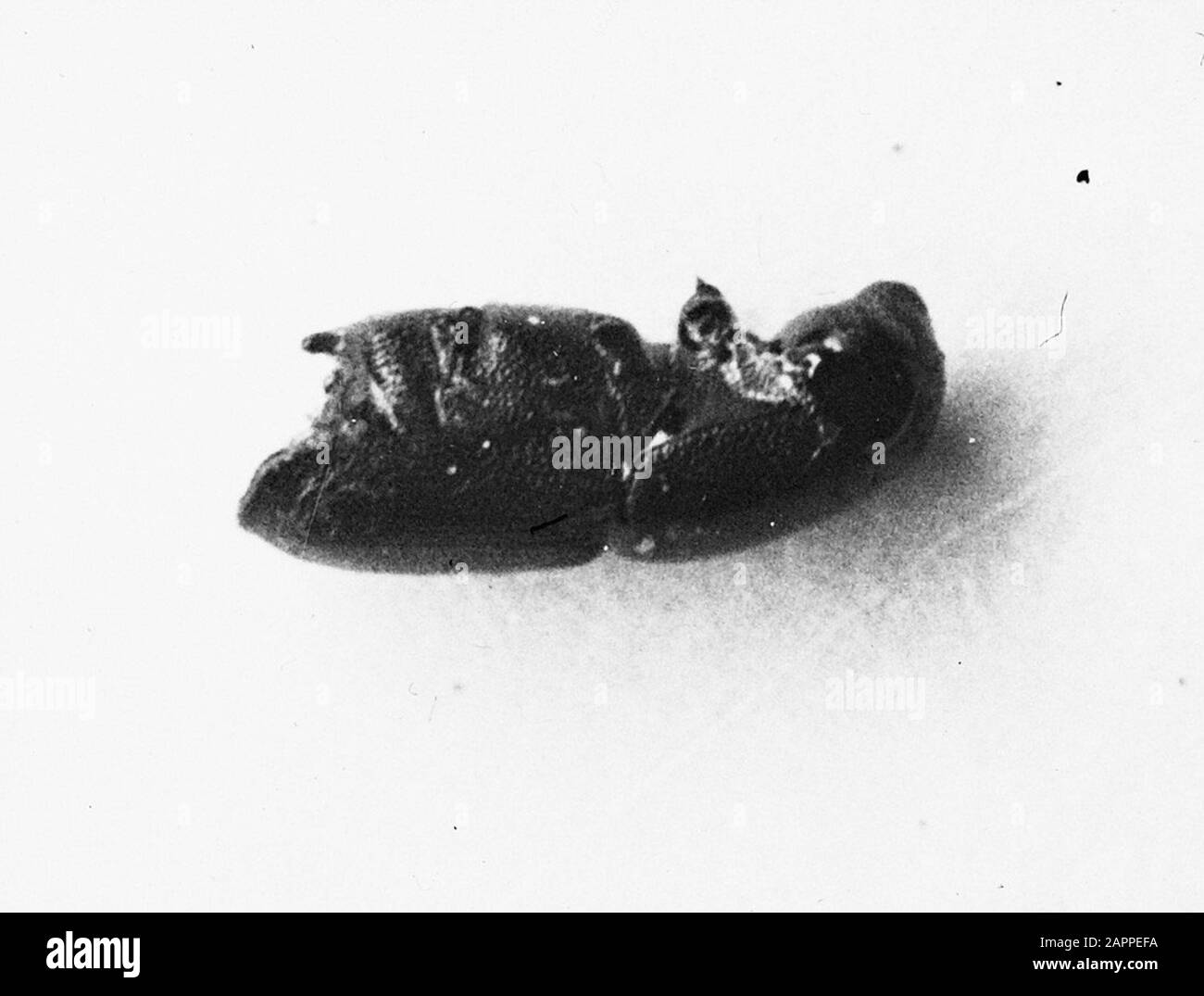 Insectes, orme spintcoléoptère Date: Non daté mots clés: Insectes Nom De La Personne: Orme spintcoléoptère Banque D'Images