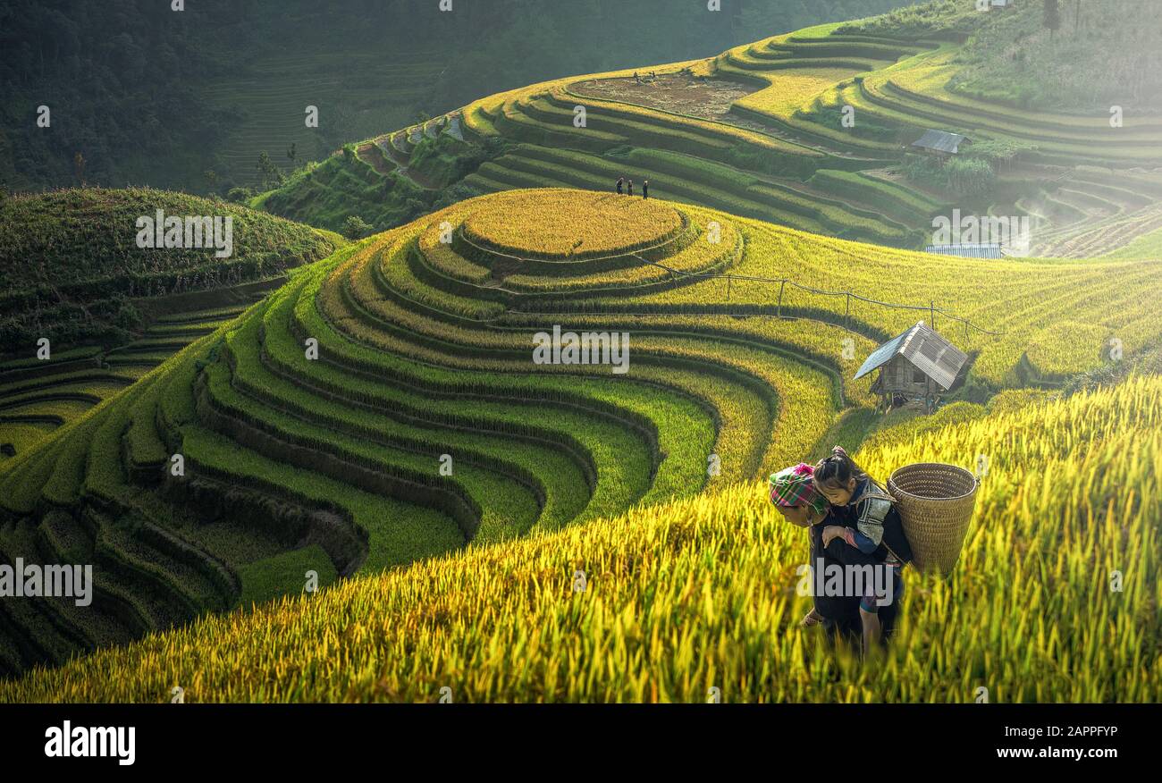 Mère et Dauther Hmong, travaillant sur des terrasses de riz, Mu cang chai, Vietnam Banque D'Images