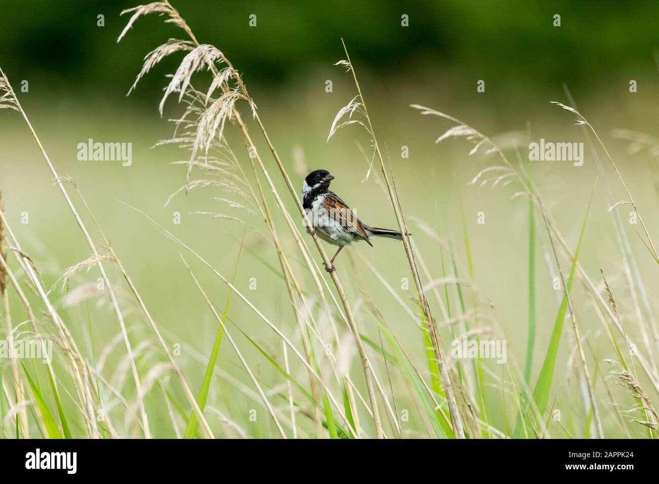 Bondes Reed mâles (Nom scientifique : Emberiza schoeniclus) perchées sur une tige d'herbe dans un habitat naturel de lit à roseau. Face à droite. Paysage. Espace de copie Banque D'Images