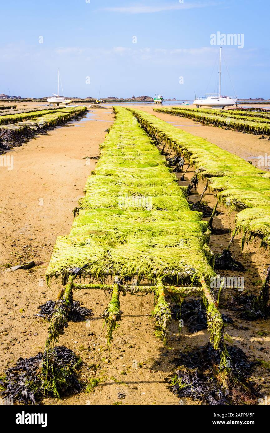 Rangées de sacs à huîtres recouvertes d'algues à marée basse dans les lits à huîtres de Plougrescant en Bretagne, en France, avec voiliers et bateaux de pêche au loin Banque D'Images