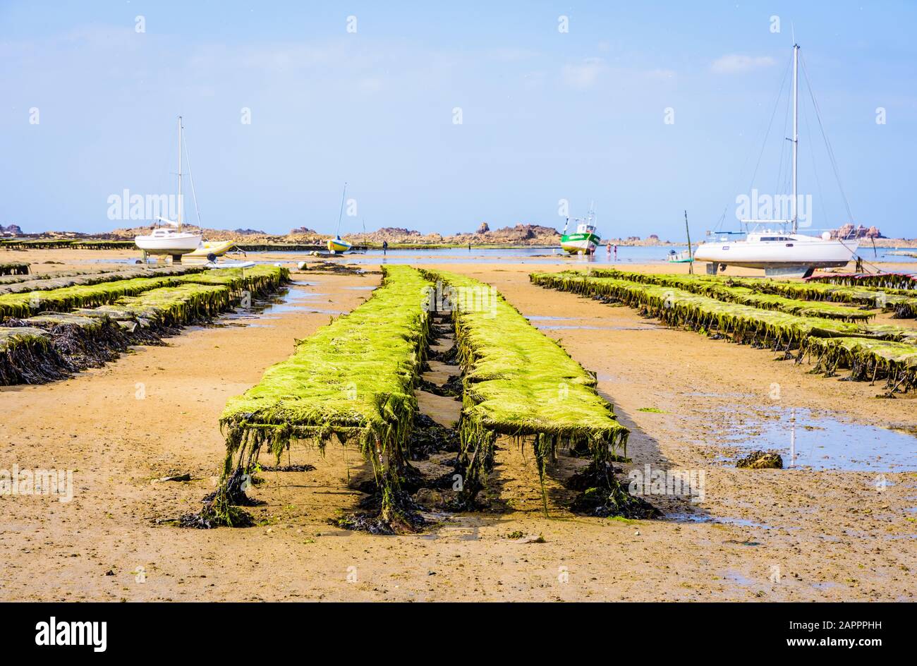 Rangées de sacs à huîtres recouvertes d'algues à marée basse dans les lits à huîtres de Plougrescant en Bretagne, en France, avec voiliers et bateaux de pêche au loin Banque D'Images