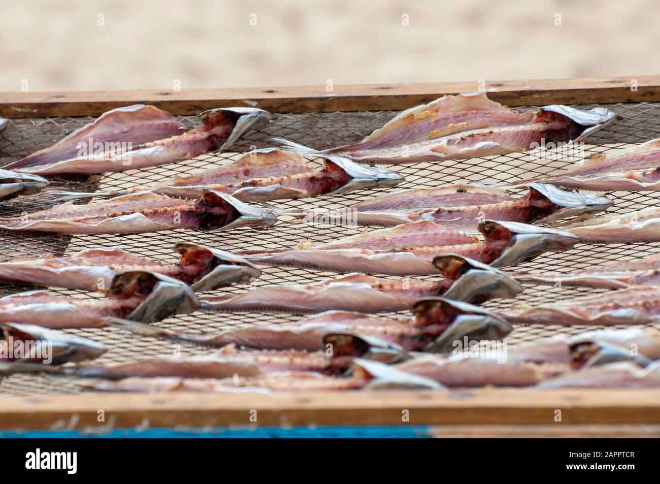 Séchée de poissons éviscérés au soleil sur la plage, Nazare, Portugal Banque D'Images