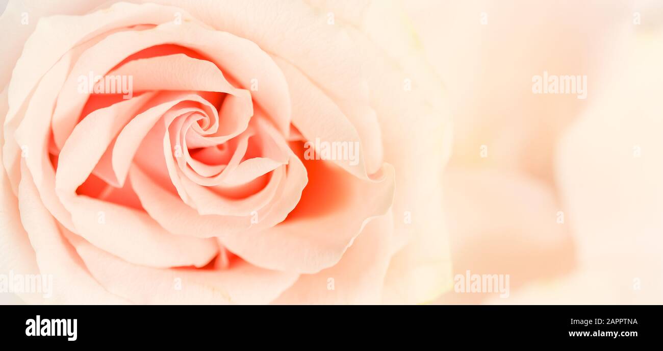 Concept botanique, carte d'invitation à un mariage - foyer doux, fond floral abstrait, fleur rose rose. Macro fleurs toile de fond pour le design de marque de vacances Banque D'Images