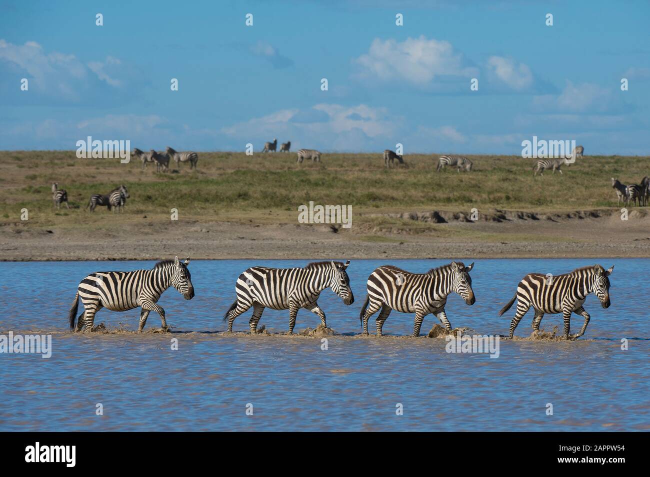 Zèbres des plaines en migration (Equus quagga) marchant dans le lac, la vallée cachée, Ndutu, la zone de conservation de Ngorongoro, Serengeti, Tanzanie Banque D'Images