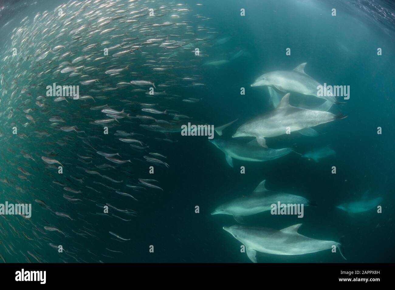 Les baitballs sardines sont frappés par de multiples prédateurs Banque D'Images