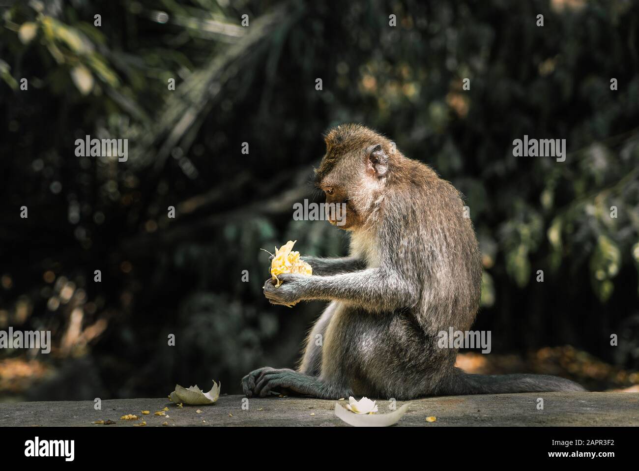 Monkey mange des fruits dans une forêt de singes balinais à Ubud. Banque D'Images
