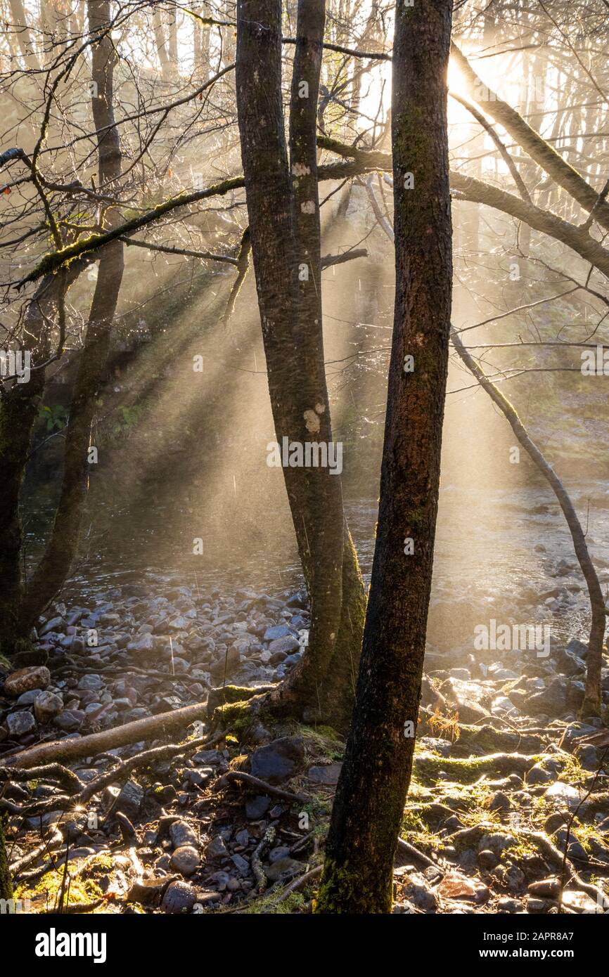 Faisceaux lumineux à travers les arbres, rayons de lumière arbres de Faisceaux de lumière du soleil à travers une forêt en hiver Brecon Beacons National Park South Wales UK GB Banque D'Images