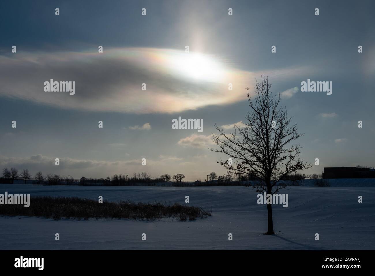 Un arbre montre que le soleil brille à travers un nuage de passage lors d'une journée d'hiver à l'ouest des Moines, Iowa. Banque D'Images