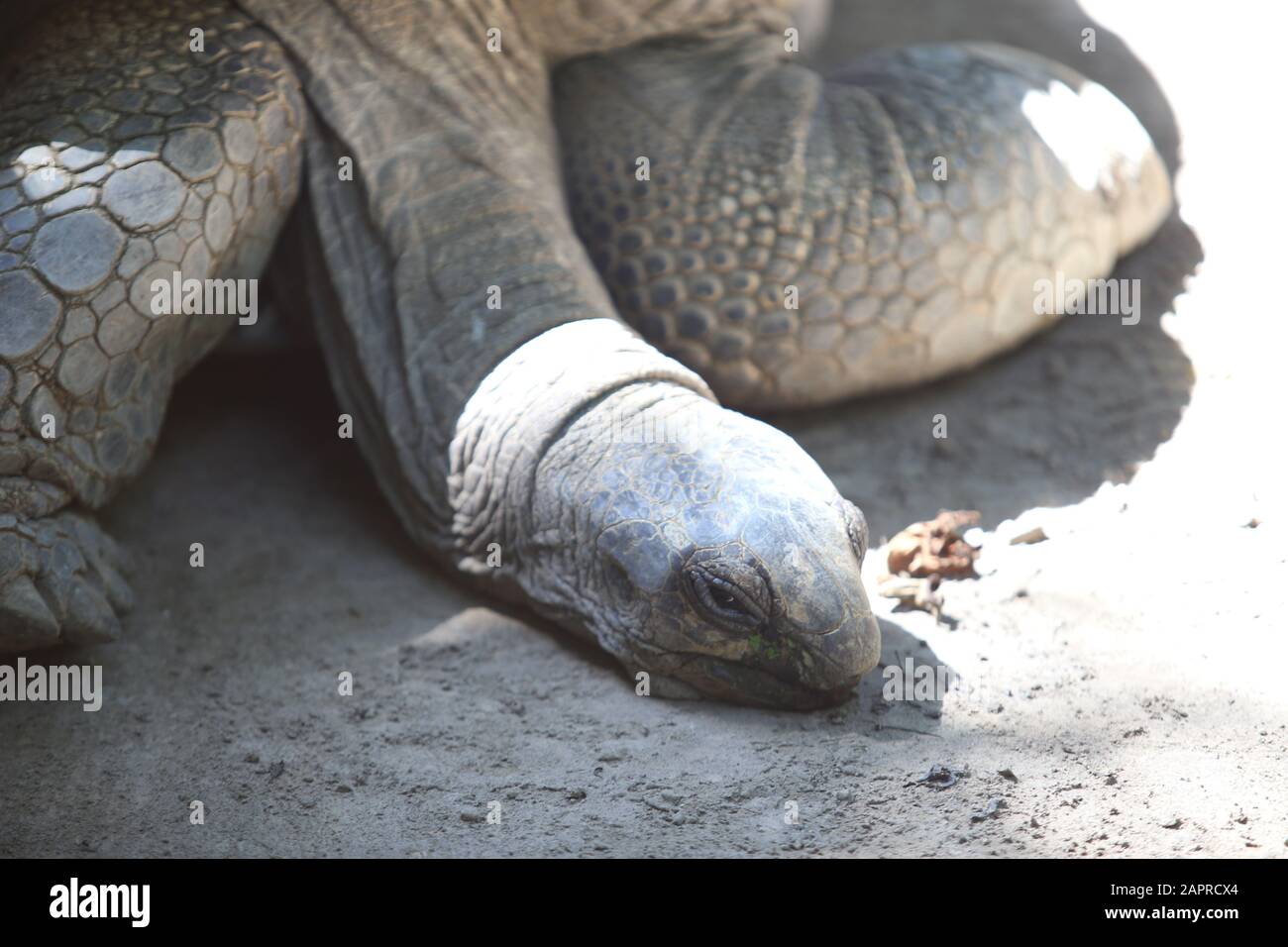 Tortue géante Aldabra (Aldabrachelys gigantea) Banque D'Images