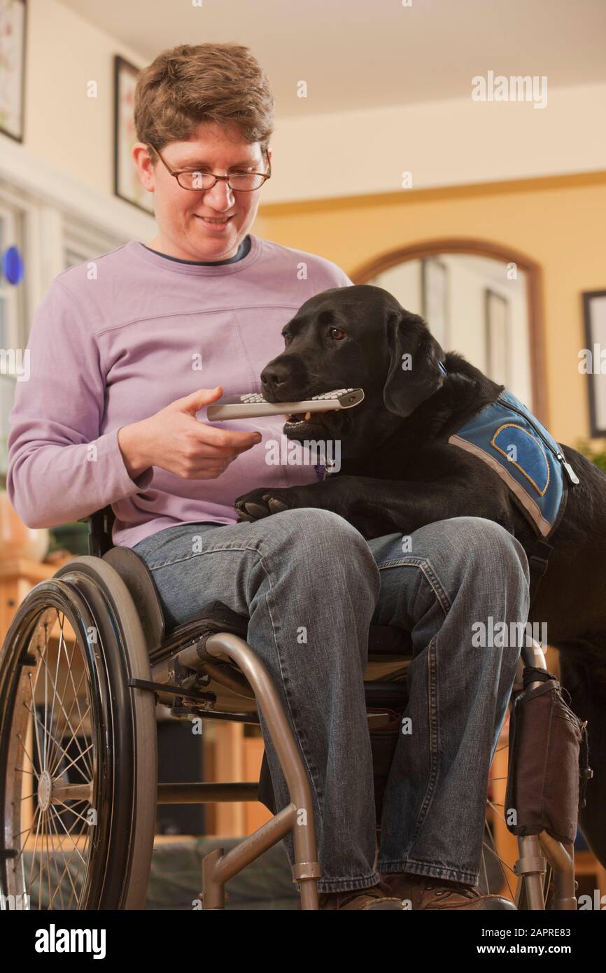 Un chien de service apporte une télécommande à une femme en fauteuil roulant dans sa maison Banque D'Images