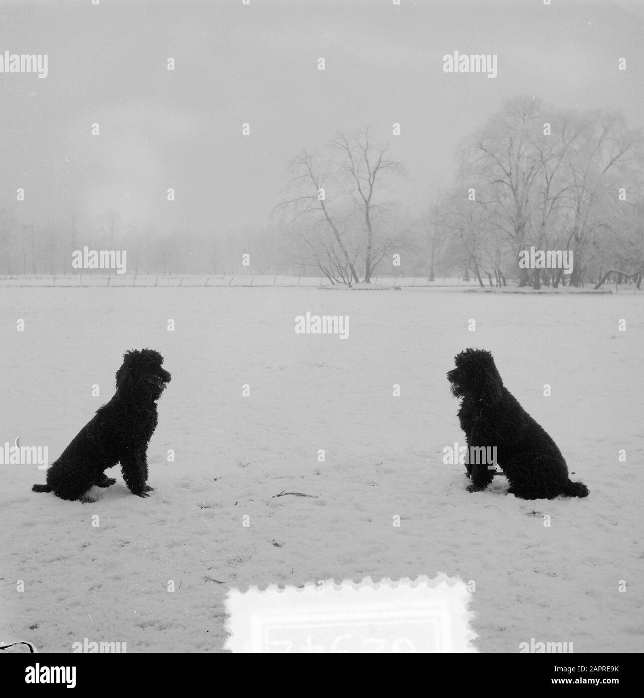 Noir sur blanc 2 chiens dans la neige Date : 9 février 1954 mots clés : chiens, NEIGE Banque D'Images