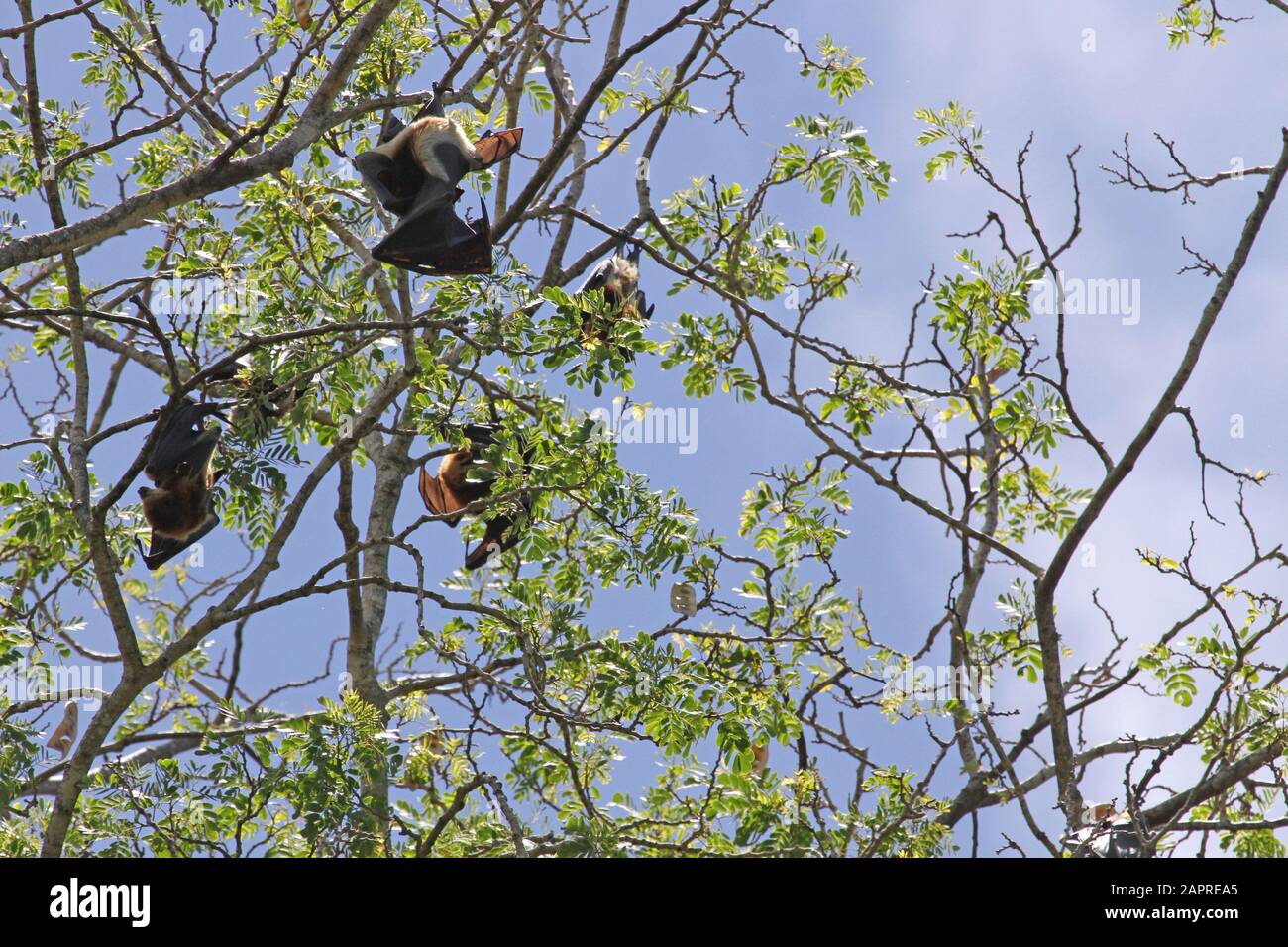 Renard volant mauricien (Pteropus niger), également connu sous le nom De Renard volant Du Grand Mascarene ou chauve-souris aux fruits de l'île Maurice sur la branche des arbres à Maurice. Banque D'Images