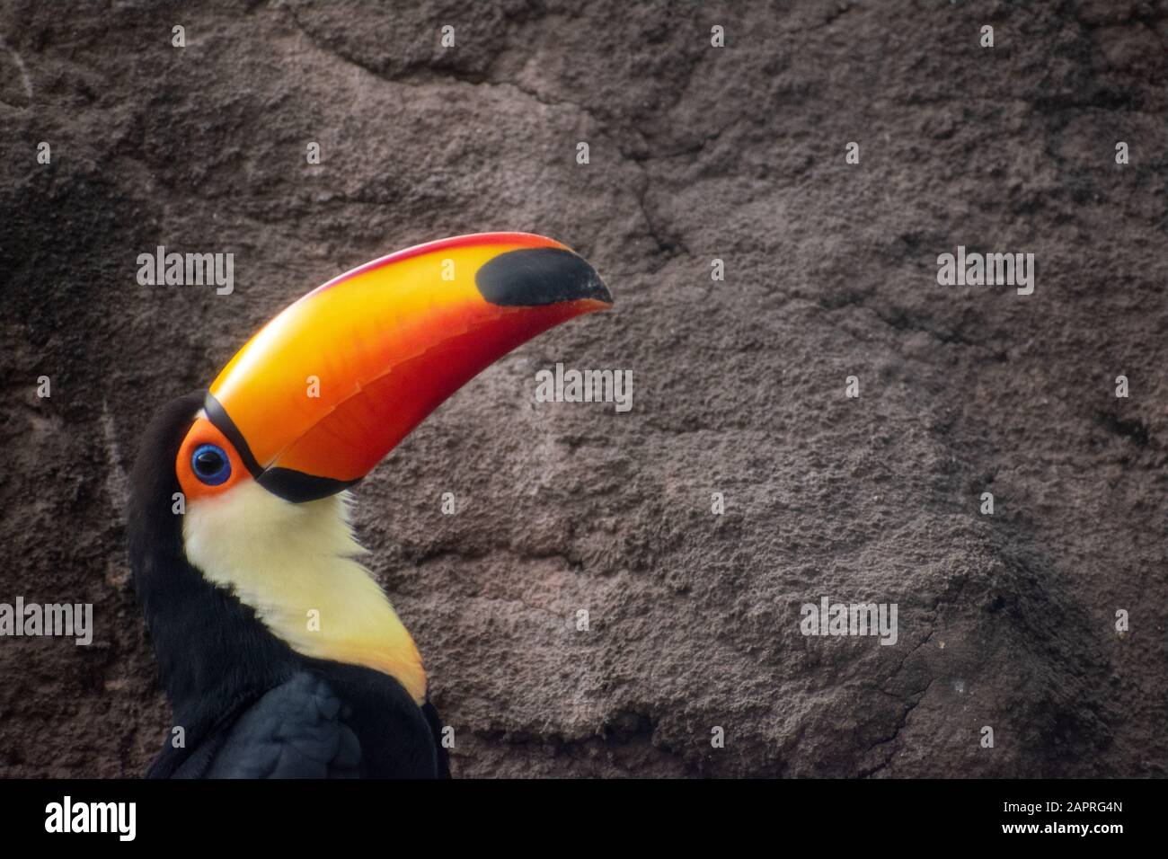 Toucan À Busch Gardens Tampa Banque D'Images