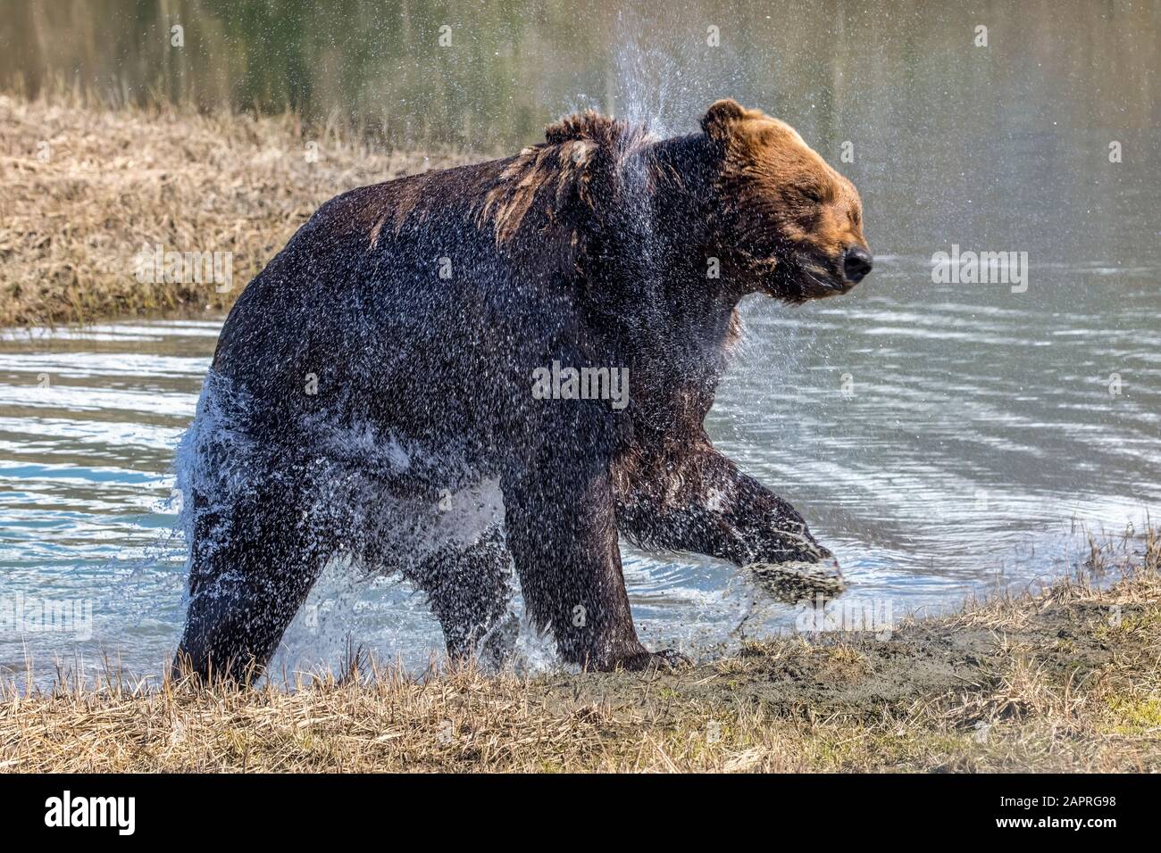 Le sanglier d'ours brun (Ursus arctos) (mâle) secoue l'eau après être sorti de l'étang, Alaska Wildlife conservation Centre, centre-sud de l'Alaska Banque D'Images