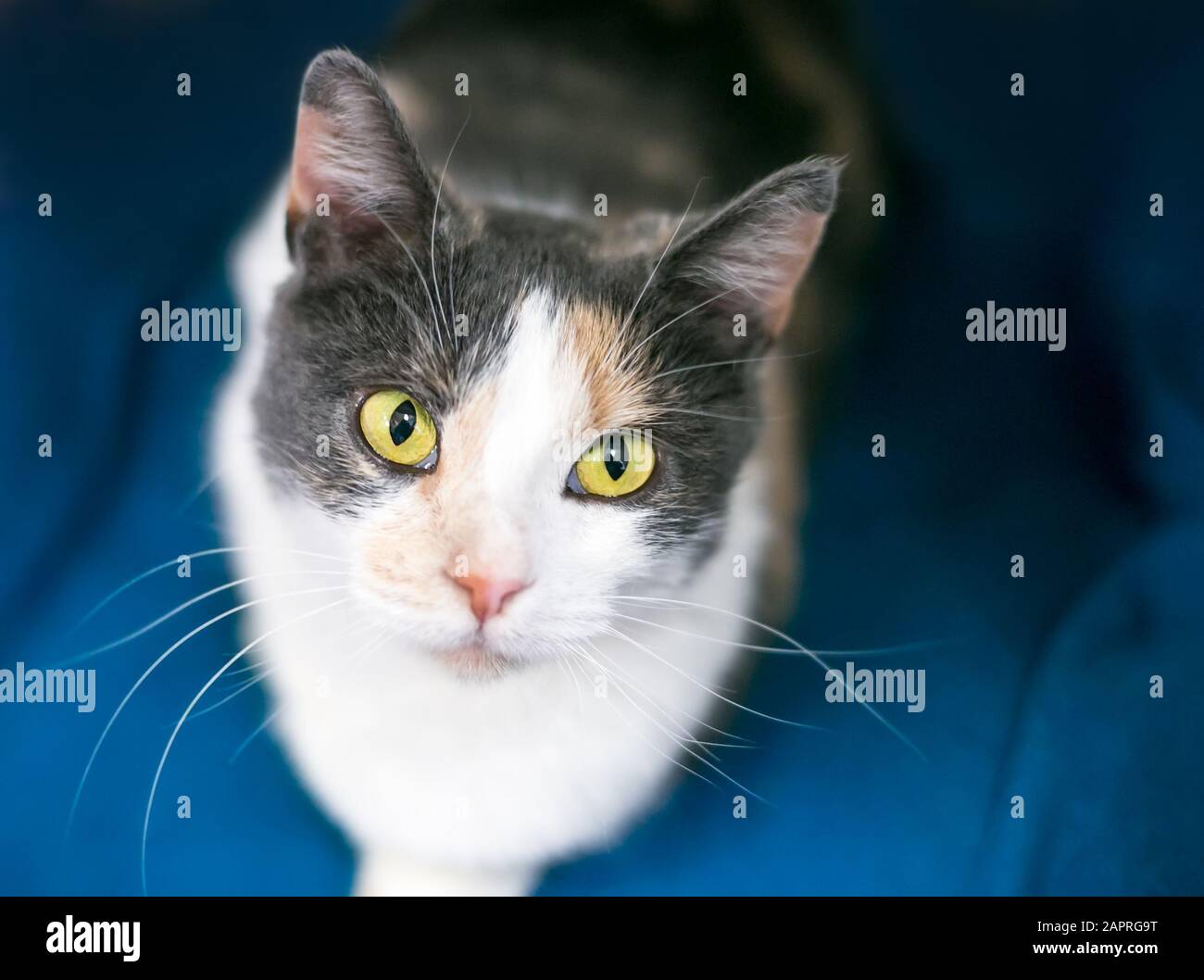 Un chat De shorthair Domestique Dilué Calico avec des yeux jaunes, assis sur une couverture bleue et regardant vers le haut Banque D'Images