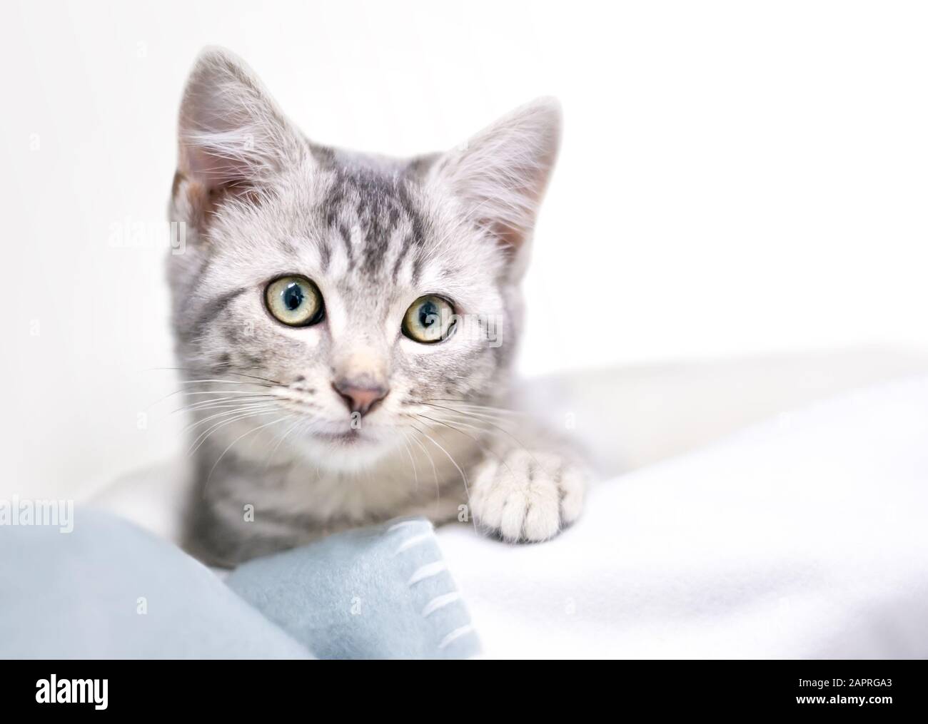 Un adorable chaton de shorthair domestique tabby gris couché sur une couverture Banque D'Images