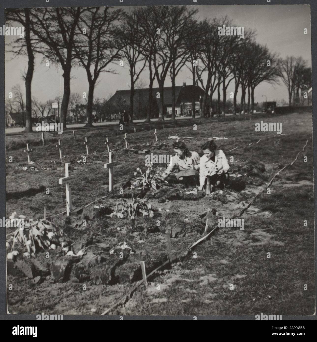 Cimetières de guerre canadiens Girls van Eelderwolde (Drenthe) jettent des fleurs sur les tombes du cimetière militaire canadien provisoire Annotation : voir 900-2649. Date: Mai 1945 lieu: Pays-Bas mots clés: Guerre, guerres Banque D'Images
