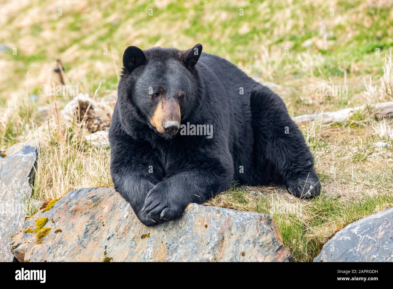 Un ours noir mâle (Ursus americanus) repose sur une colline, Alaska Wildlife conservation Center; Portage, Alaska, États-Unis d'Amérique Banque D'Images